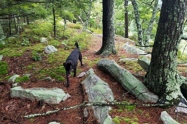 Dog Walk 4 Day Holistic Health Private Women's Retreat with Dr. Carla, NY, US