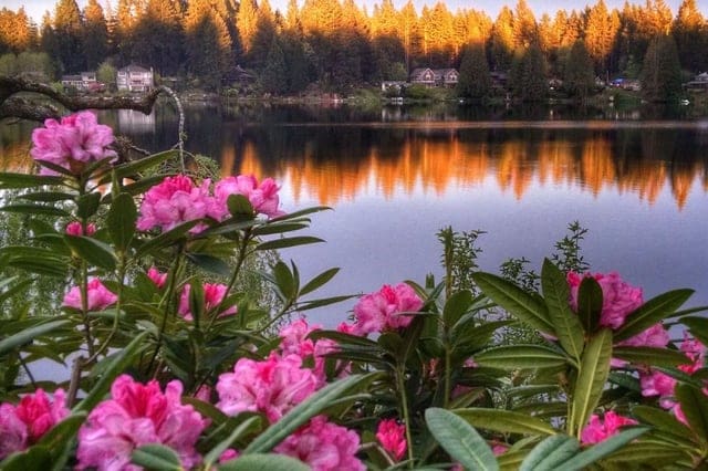 Flowers by Lake 3 Day Cottage Lake B&B Spiritual Retreat in Woodinville, USA