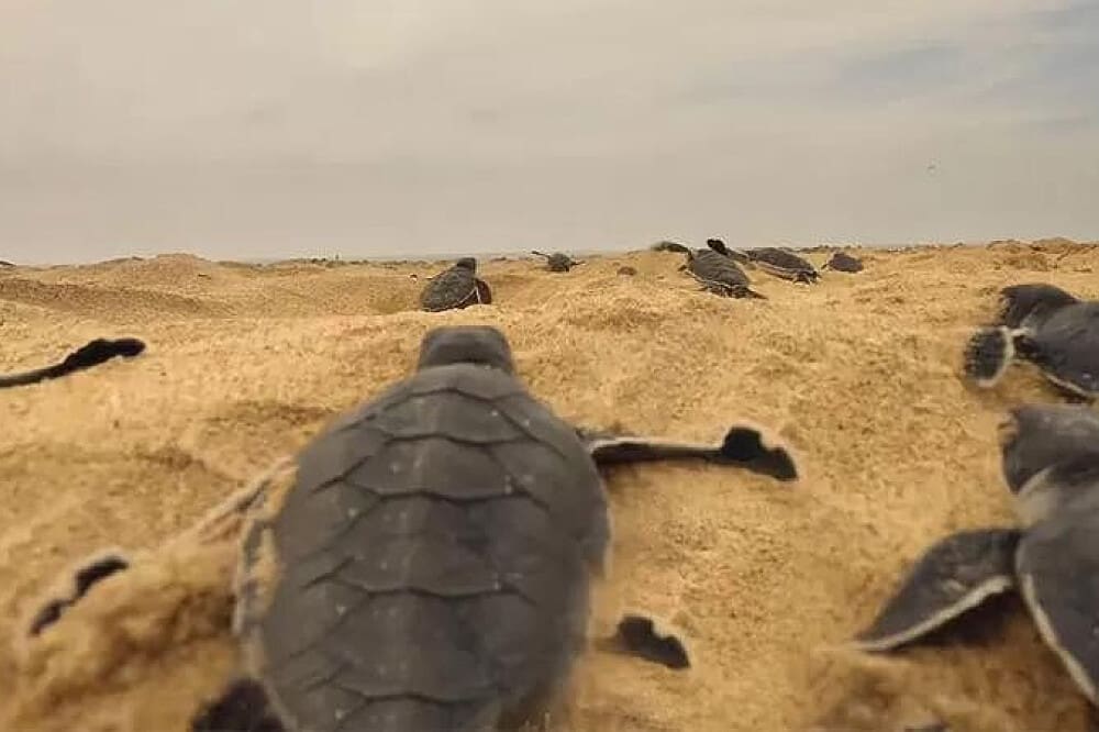 Sea Turtles 7 Day Ayurvedic Yoga Life Balancing Retreat in Sri Lanka