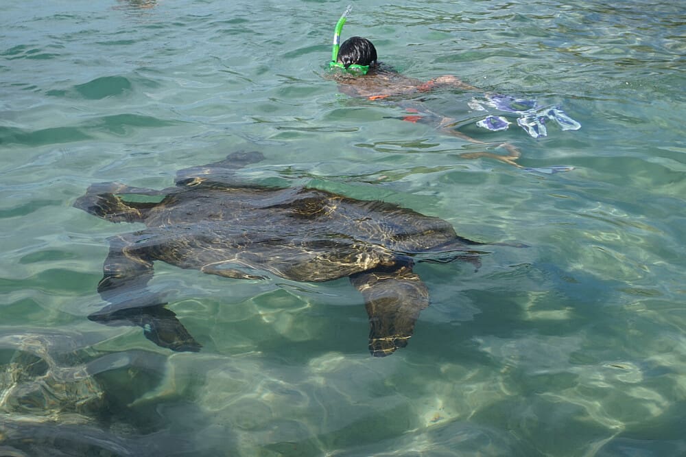 Turtle 7 Day Wellness, Meditation, & Aqua Yoga Retreat in Hawaii, US